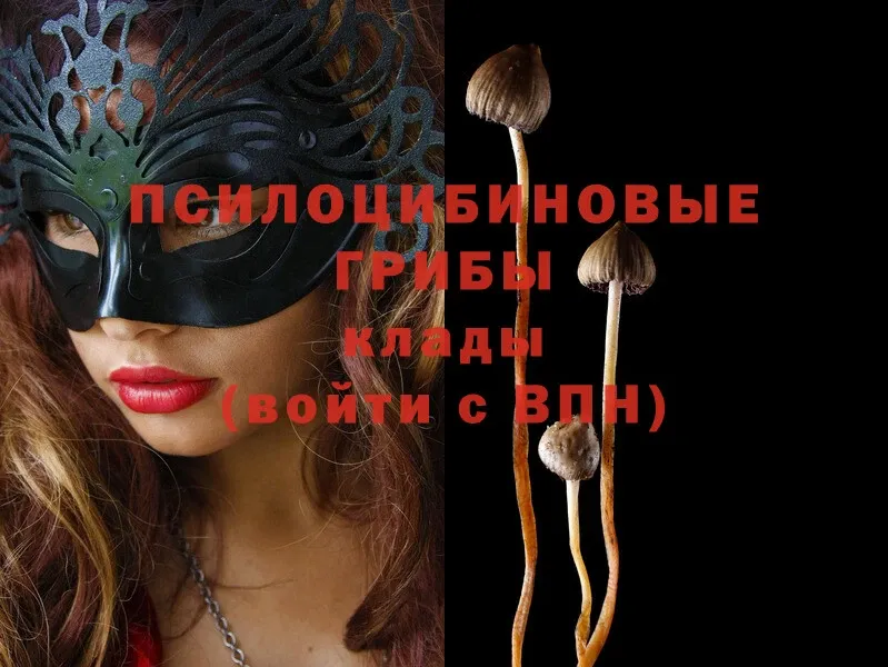 Псилоцибиновые грибы Psilocybe  blacksprut ONION  Сортавала 